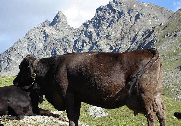 Wandern in Zermatt u. St. Moritz