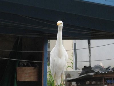 Unbekannter Vogel 2