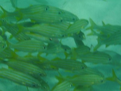 Viele Fische (Nahaufnahme)