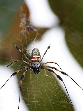 Unbekannte Spinne