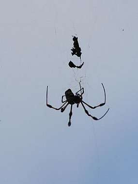 unbekannte Spinne 2