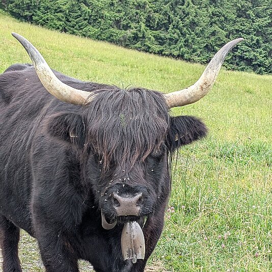 PXL_20250628_081008636