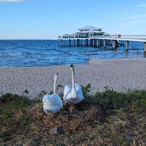 Brütende Schwäne direkt am Strand